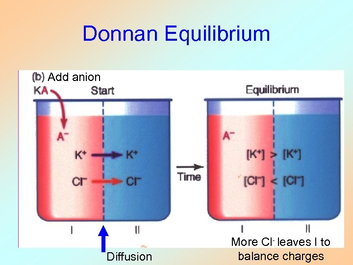 Donnan Equilibrium Add anion Diffusion More Cl- leaves I to balance charges 