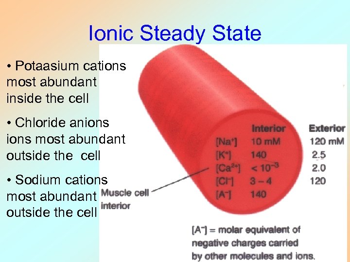 Ionic Steady State • Potaasium cations most abundant inside the cell • Chloride anions
