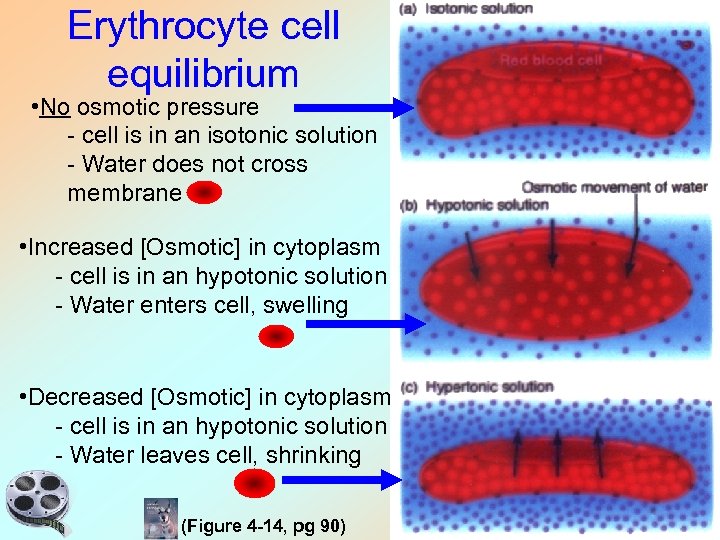 Erythrocyte cell equilibrium • No osmotic pressure - cell is in an isotonic solution