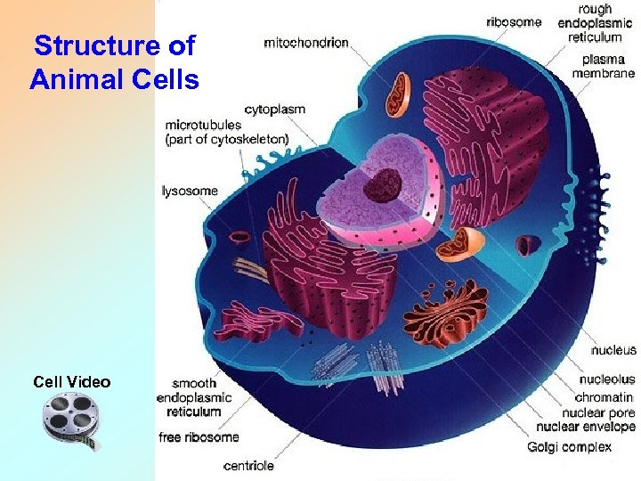 Structure of Animal Cells Cell Video 