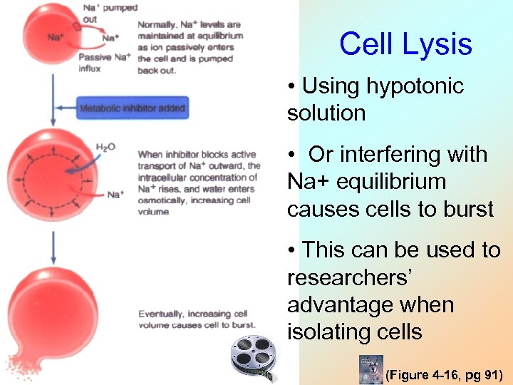 Cell Lysis • Using hypotonic solution • Or interfering with Na+ equilibrium causes cells