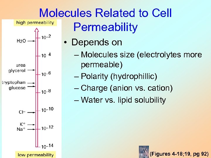 Molecules Related to Cell Permeability • Depends on – Molecules size (electrolytes more permeable)