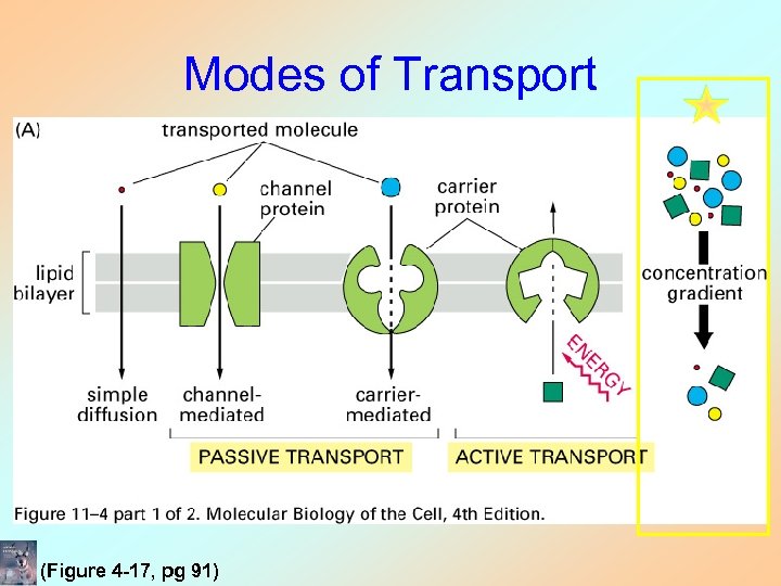 Modes of Transport (Figure 4 -17, pg 91) 