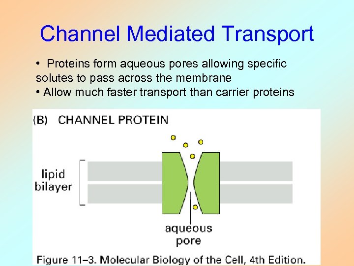 Channel Mediated Transport • Proteins form aqueous pores allowing specific solutes to pass across