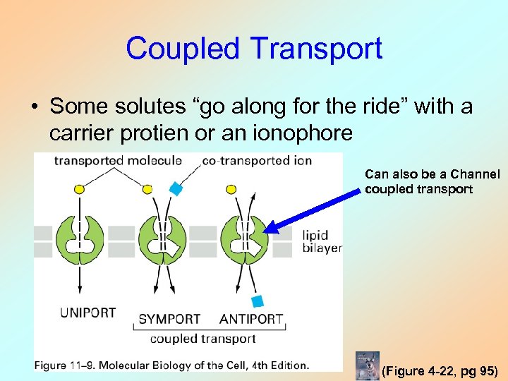 Coupled Transport • Some solutes “go along for the ride” with a carrier protien
