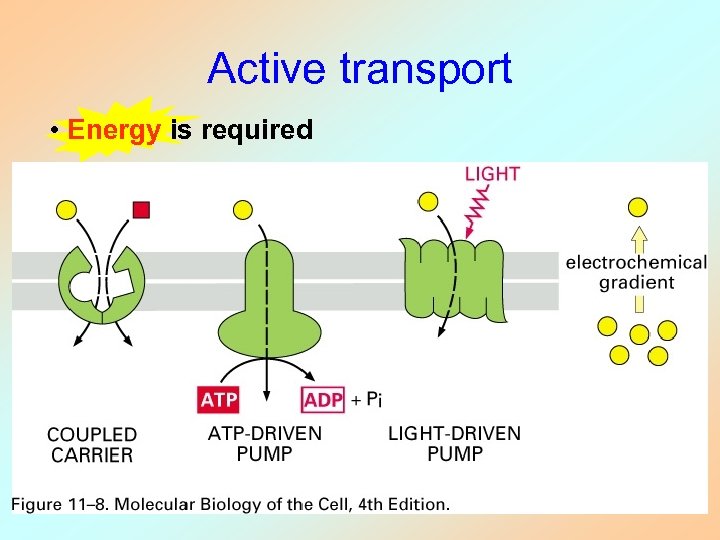 Active transport • Energy is required 