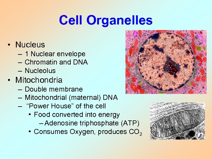 Cell Organelles • Nucleus – 1 Nuclear envelope – Chromatin and DNA – Nucleolus