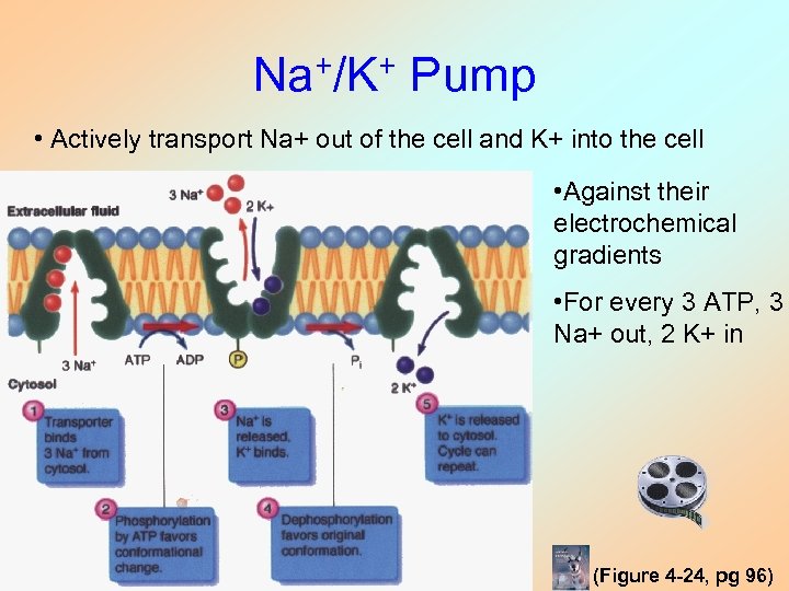Na+/K+ Pump • Actively transport Na+ out of the cell and K+ into the