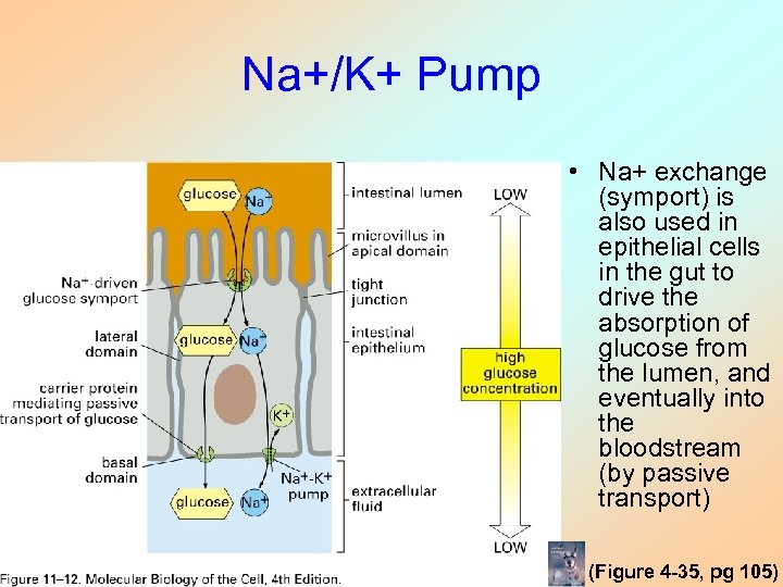 Na+/K+ Pump • Na+ exchange (symport) is also used in epithelial cells in the