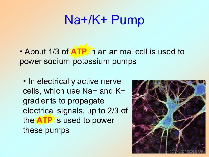 Na+/K+ Pump • About 1/3 of ATP in an animal cell is used to