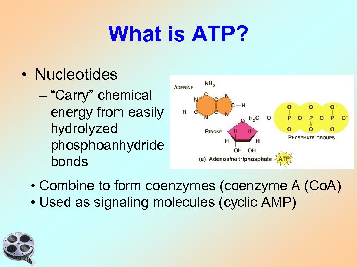 What is ATP? • Nucleotides – “Carry” chemical energy from easily hydrolyzed phosphoanhydride bonds