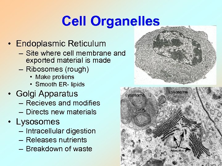 Cell Organelles • Endoplasmic Reticulum – Site where cell membrane and exported material is