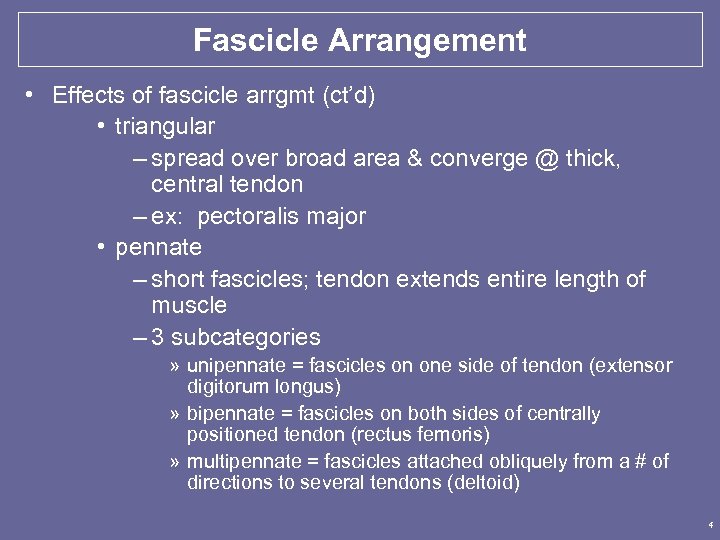 Fascicle Arrangement • Effects of fascicle arrgmt (ct’d) • triangular – spread over broad