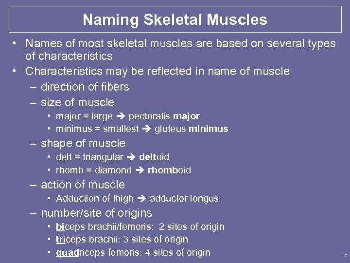Naming Skeletal Muscles • Names of most skeletal muscles are based on several types