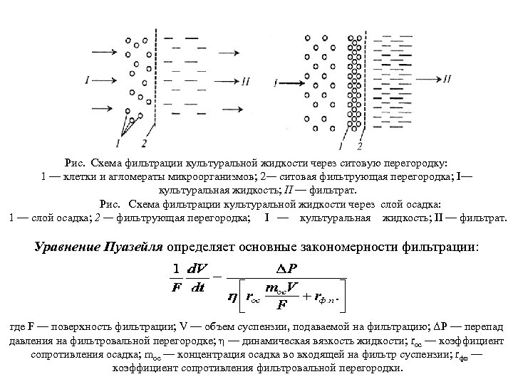 Рис. Схема фильтрации культуральной жидкости через ситовую перегородку: 1 — клетки и агломераты микроорганизмов;
