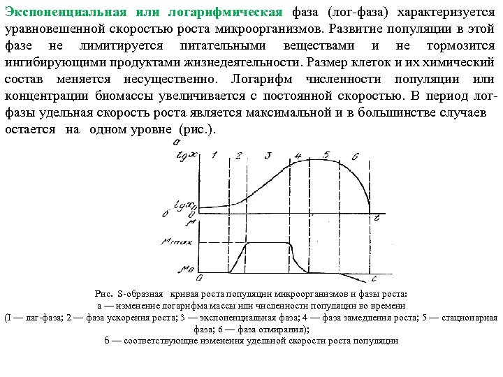 Экспоненциальная или логарифмическая фаза (лог фаза) характеризуется уравновешенной скоростью роста микроорганизмов. Развитие популяции в