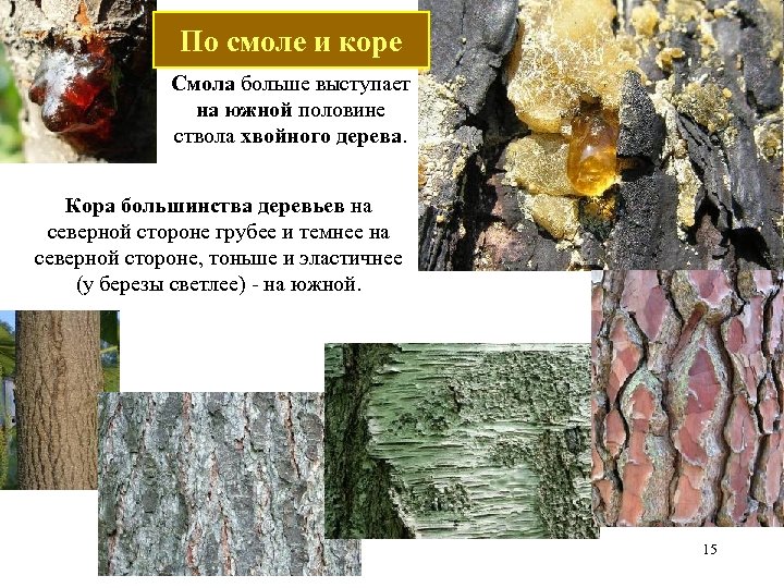 По смоле и коре Смола больше выступает на южной половине ствола хвойного дерева. Кора
