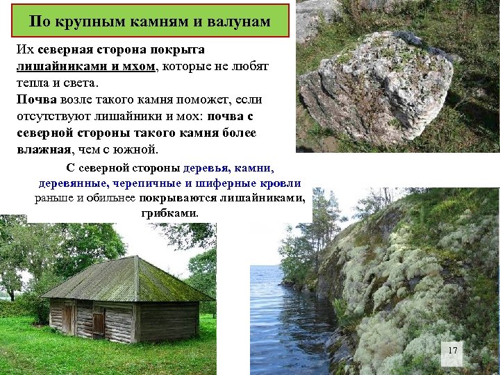 По крупным камням и валунам Их северная сторона покрыта лишайниками и мхом, которые не