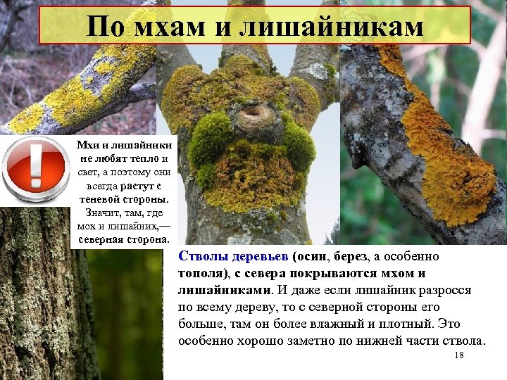 По мхам и лишайникам Мхи и лишайники не любят тепло и свет, а поэтому