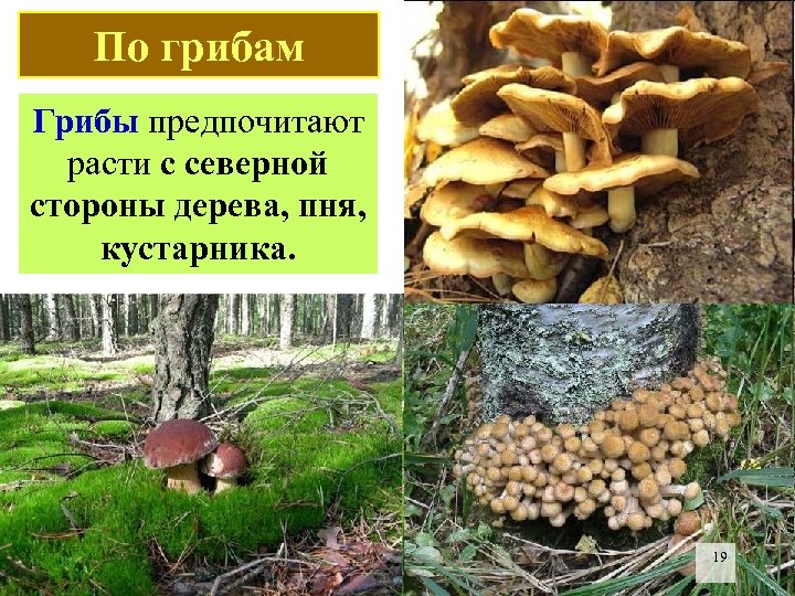По грибам Грибы предпочитают расти с северной стороны дерева, пня, кустарника. 19 