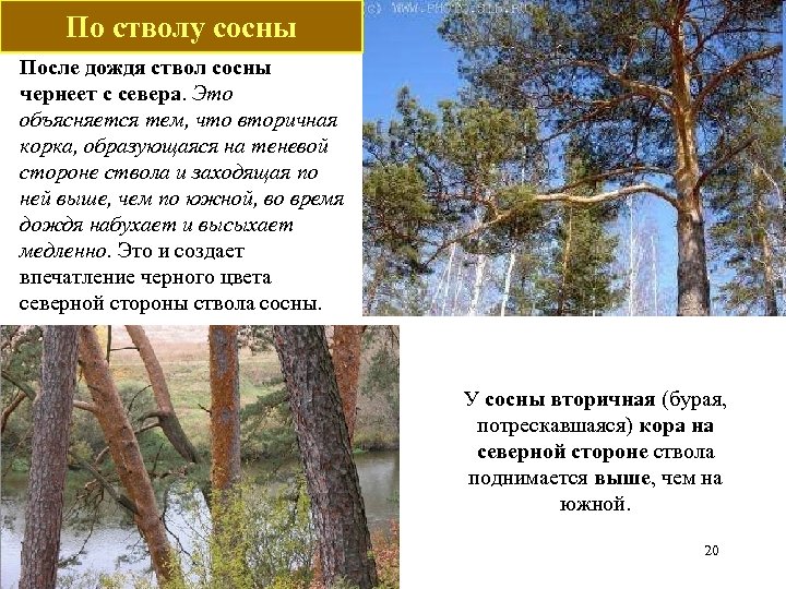 По стволу сосны После дождя ствол сосны чернеет с севера. Это объясняется тем, что