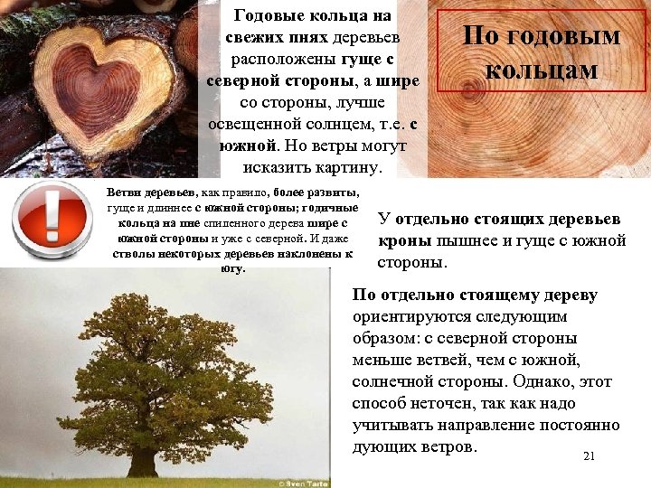 Годовые кольца на свежих пнях деревьев расположены гуще с северной стороны, а шире со