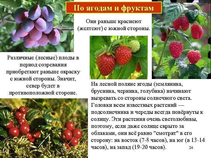 По ягодам и фруктам Они раньше краснеют (желтеют) с южной стороны. Различные (лесные) плоды
