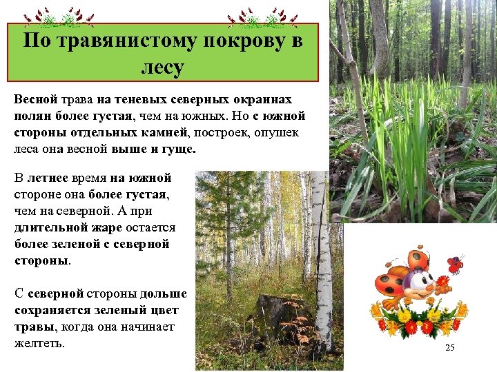 По травянистому покрову в лесу Весной трава на теневых северных окраинах полян более густая,