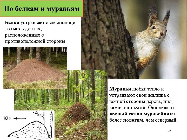 По белкам и муравьям Белка устраивает свое жилище только в дуплах, расположенных с противоположной