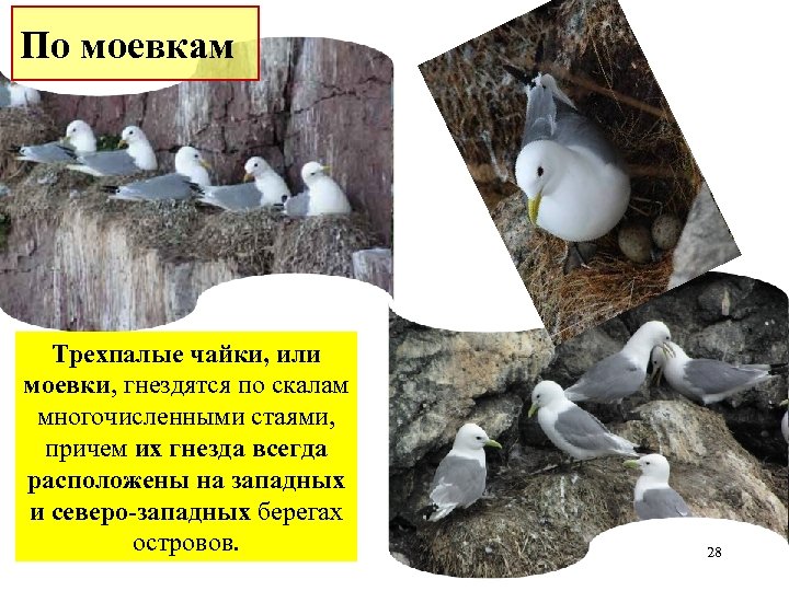 По моевкам Трехпалые чайки, или моевки, гнездятся по скалам многочисленными стаями, причем их гнезда