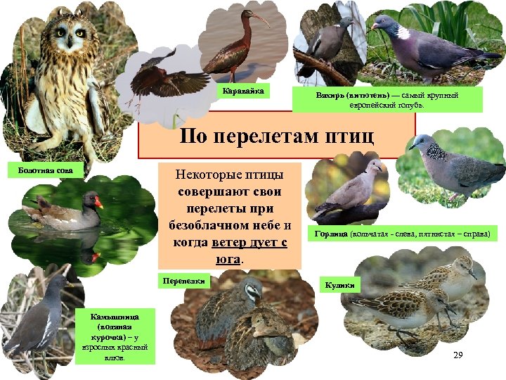 Каравайка Вяхирь (витютень) — самый крупный европейский голубь. По перелетам птиц Болотная сова Некоторые