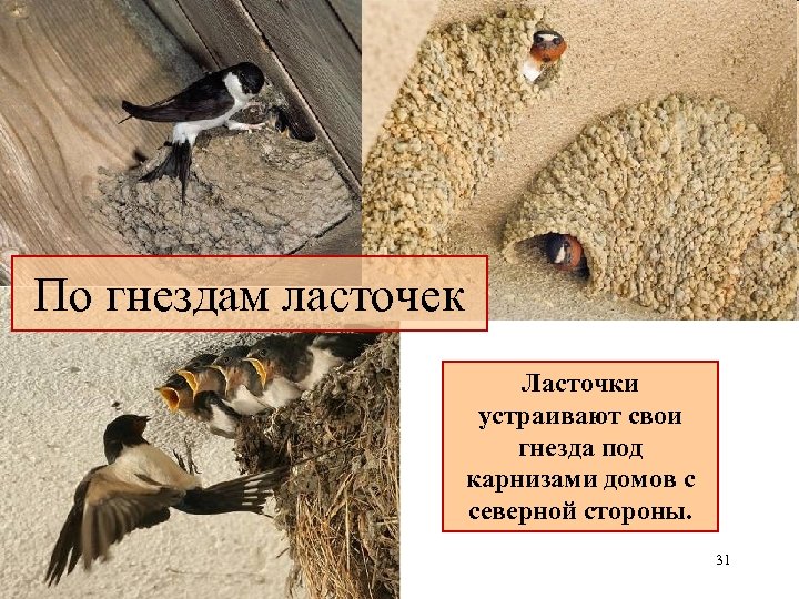 По гнездам ласточек Ласточки устраивают свои гнезда под карнизами домов с северной стороны. 31