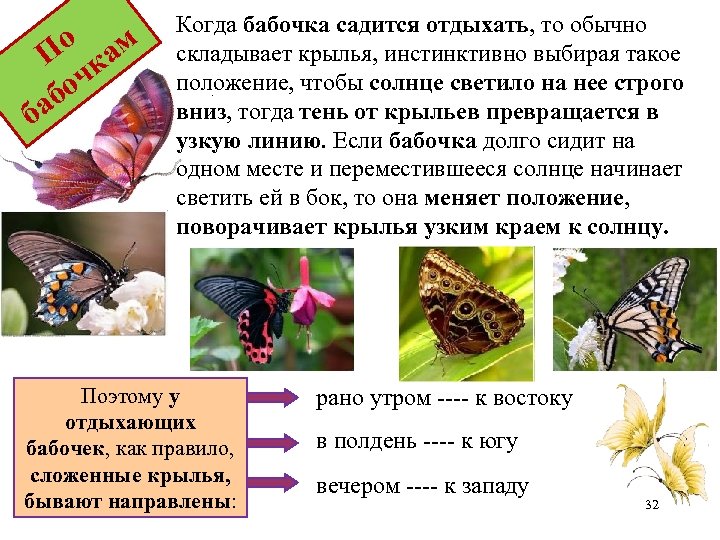 о ам П к оч аб б Когда бабочка садится отдыхать, то обычно складывает