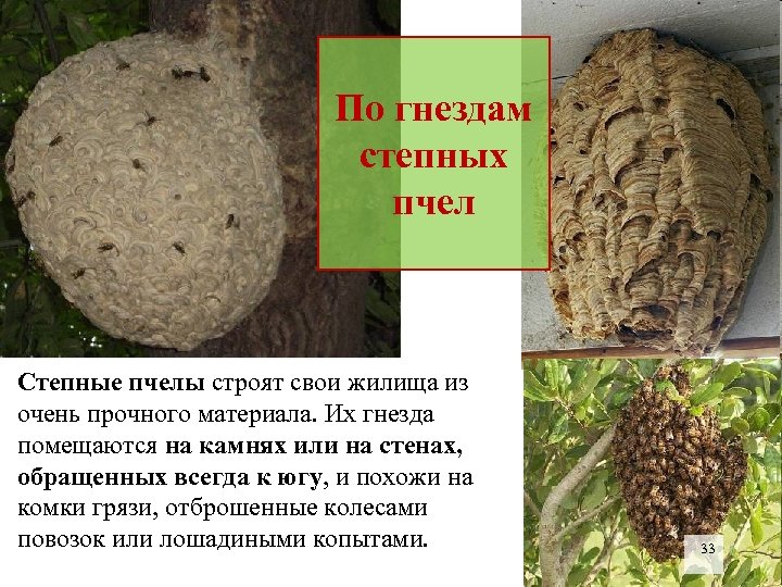 По гнездам степных пчел Степные пчелы строят свои жилища из очень прочного материала. Их