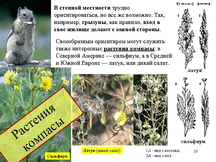 В степной местности трудно ориентироваться, но все же возможно. Так, например, грызуны, как правило,