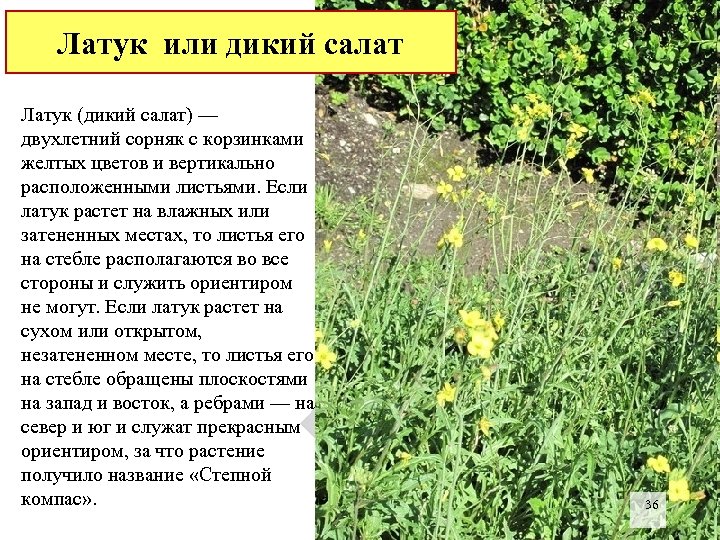 Латук или дикий салат Латук (дикий салат) — двухлетний сорняк с корзинками желтых цветов
