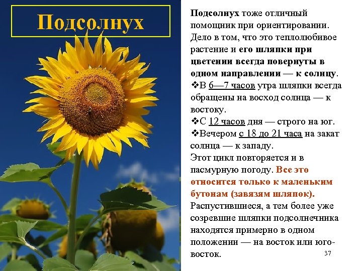 Подсолнух тоже отличный помощник при ориентировании. Дело в том, что это теплолюбивое растение и