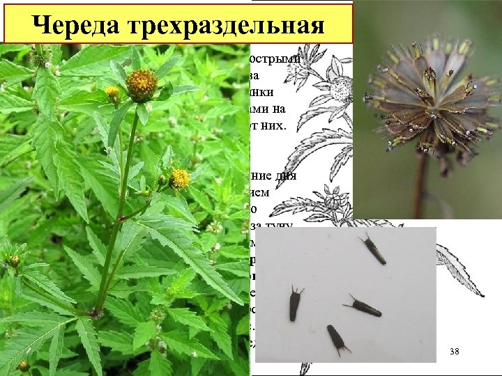 Череда трехраздельная Многим это растение помнится своими острыми семенами (семянками), цепляющимися за одежду. Клиновидные