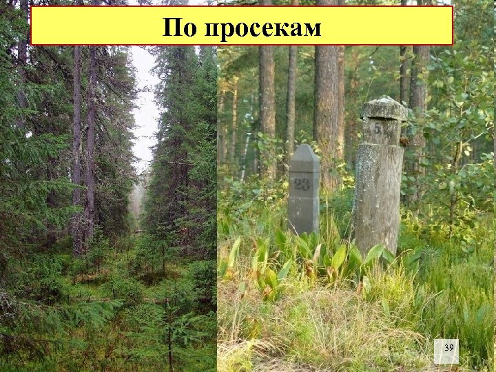 По просекам В больших массивах культурного леса определить стороны горизонта можно по просекам, которые,