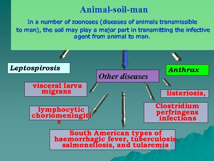 Animal-soil-man In a number of zoonoses (diseases of animals transmissible to man), the soil