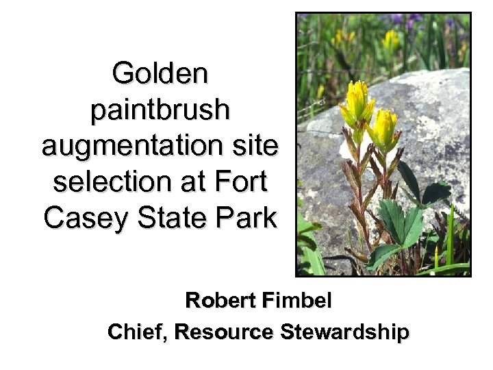 Golden paintbrush augmentation site selection at Fort Casey State Park Robert Fimbel Chief, Resource