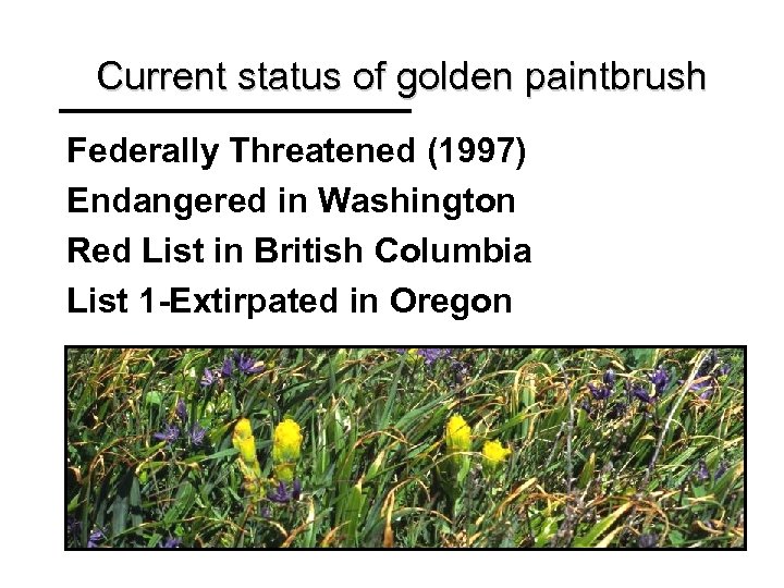 Current status of golden paintbrush Federally Threatened (1997) Endangered in Washington Red List in