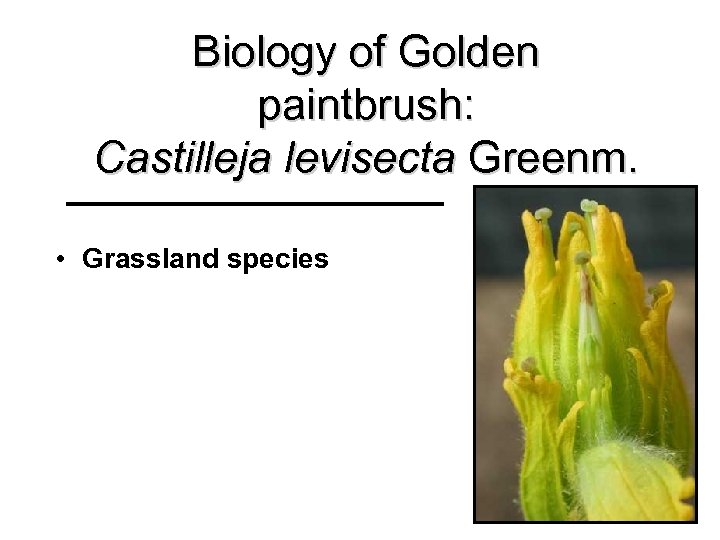 Biology of Golden paintbrush: Castilleja levisecta Greenm. • Grassland species 