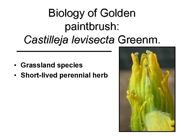 Biology of Golden paintbrush: Castilleja levisecta Greenm. • Grassland species • Short-lived perennial herb