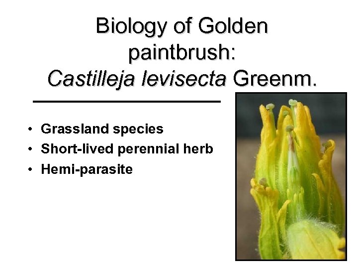Biology of Golden paintbrush: Castilleja levisecta Greenm. • Grassland species • Short-lived perennial herb