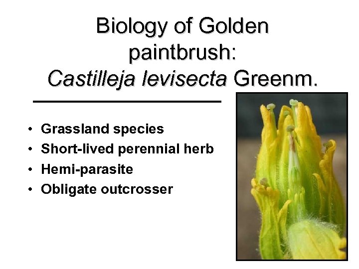 Biology of Golden paintbrush: Castilleja levisecta Greenm. • • Grassland species Short-lived perennial herb
