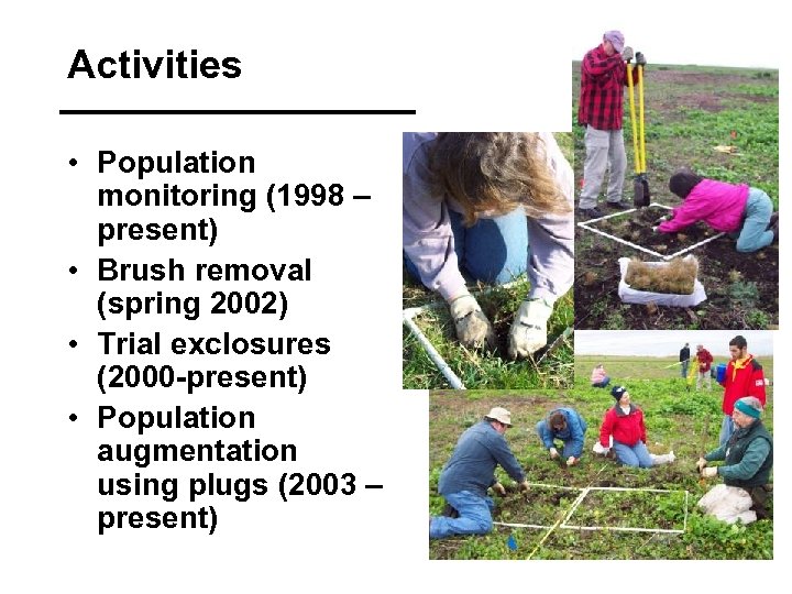 Activities • Population monitoring (1998 – present) • Brush removal (spring 2002) • Trial