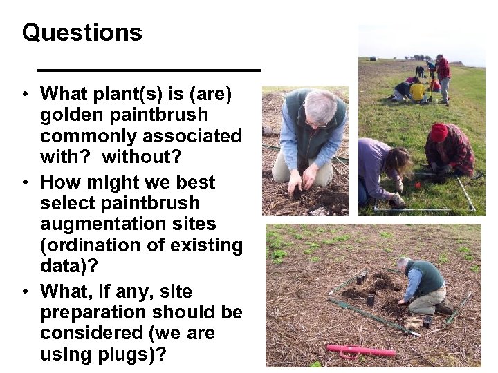 Questions • What plant(s) is (are) golden paintbrush commonly associated with? without? • How