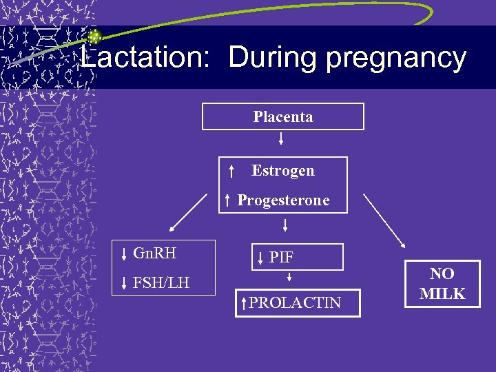 Lactation: During pregnancy Placenta Estrogen Progesterone Gn. RH PIF FSH/LH PROLACTIN NO MILK 