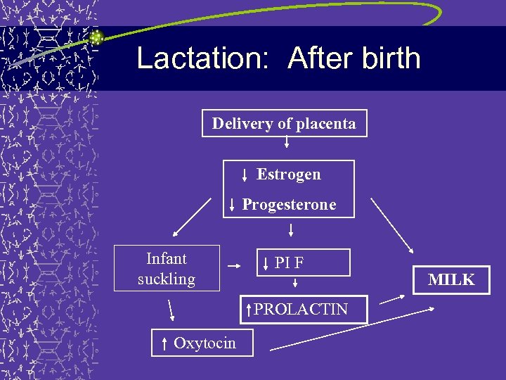 Lactation: After birth Delivery of placenta Estrogen Progesterone Infant suckling PI F PROLACTIN Oxytocin